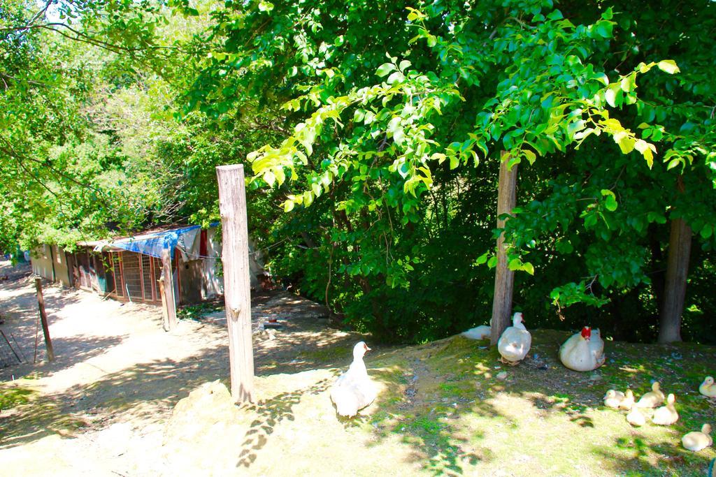 Agriturismo Biologico Villa Rosa Monte Guiduccio Eksteriør billede