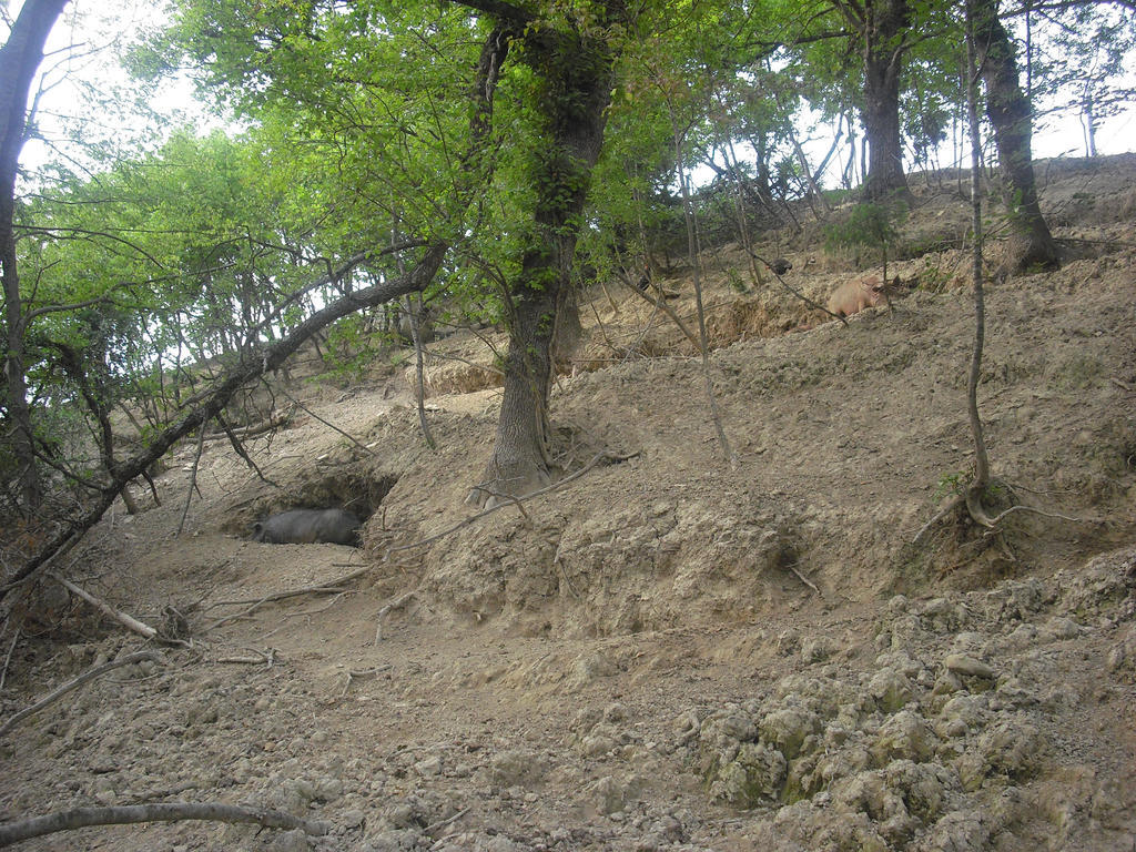 Agriturismo Biologico Villa Rosa Monte Guiduccio Eksteriør billede