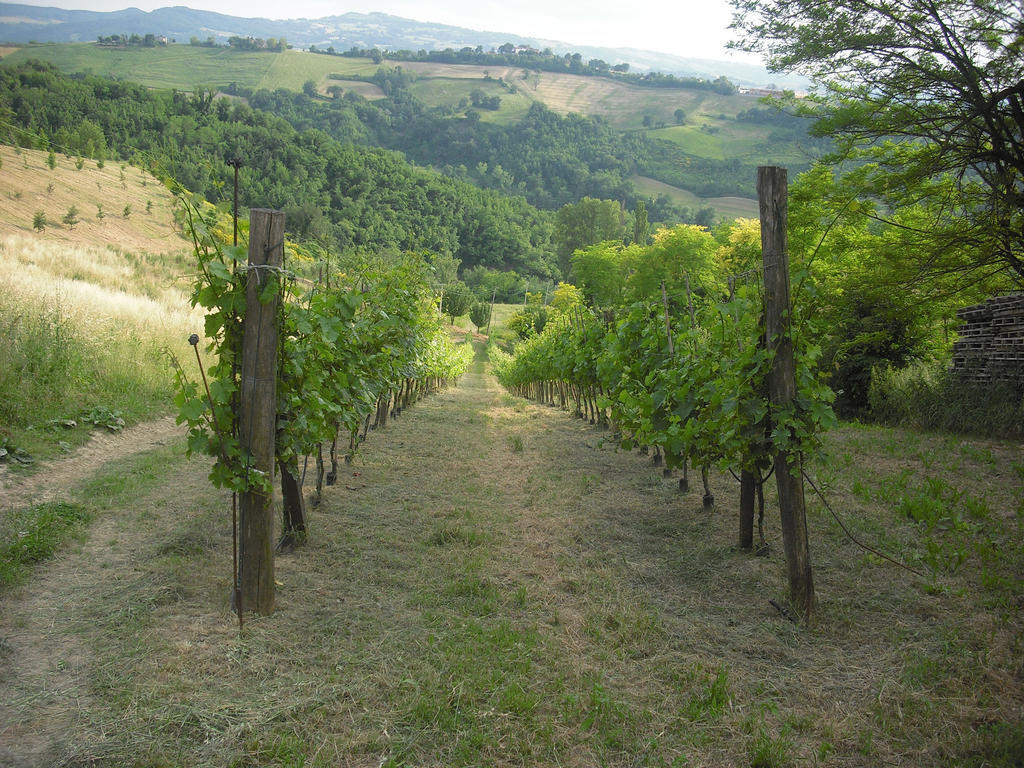 Agriturismo Biologico Villa Rosa Monte Guiduccio Eksteriør billede